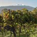 I vini contemporanei dell’Etna in 5 nuove cantine