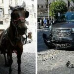 Roma, scontro tra auto e botticella in centro: ferito il cavallo